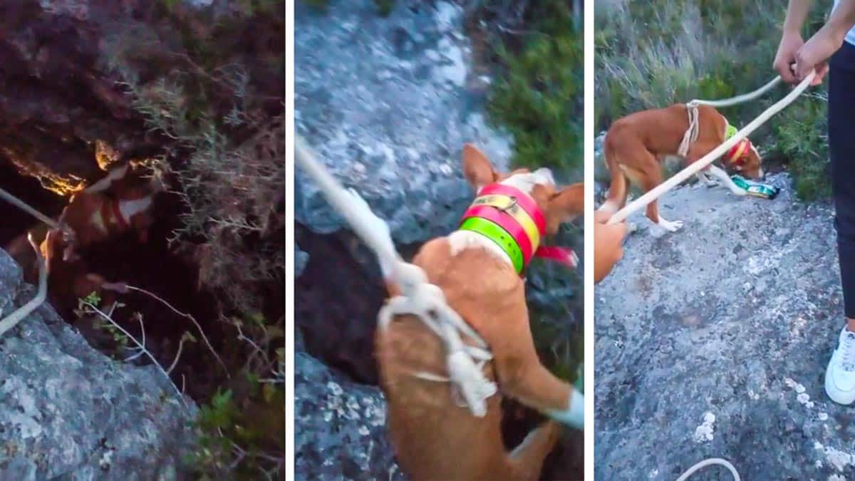 Un cazador pierde a su perra, la encuentra en una sima de 15 metros y realiza este heroico rescate