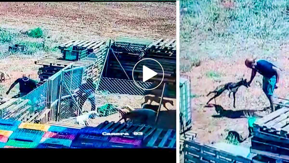 Una cámara de seguridad graba el robo de dos galgos de un cazador a plena luz del día