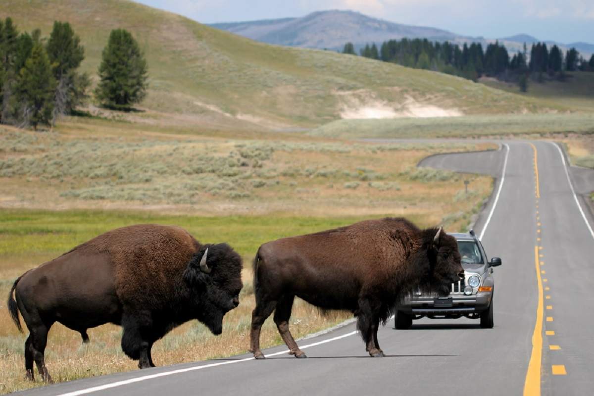 two bison slowly make their way across the road. rush hour in yellowstone national park, wyoming.