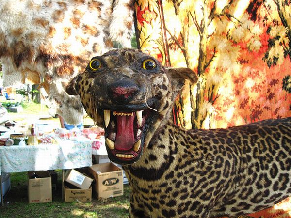 taxiderpy336220588