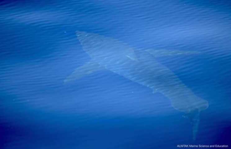 Tiburón blanco filmado a 8 kilómetros de la Isla de la Cabrera. / ALNITAK