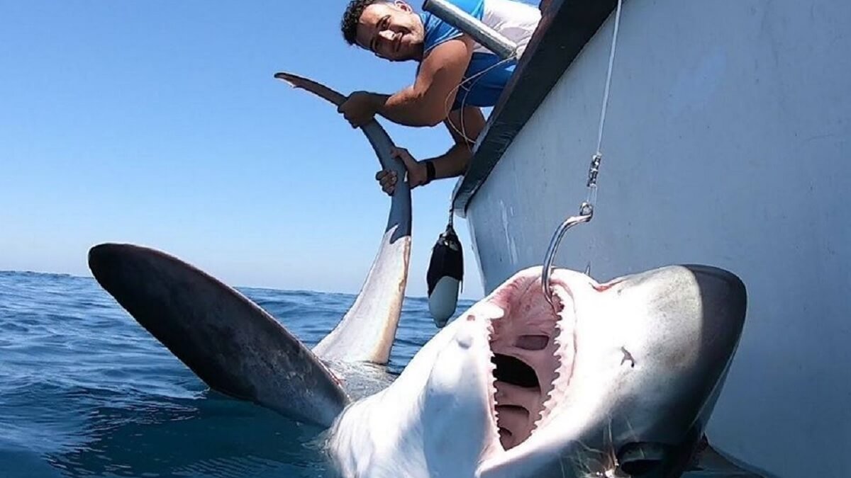 Capturan un tiburón zorro de 50 kilos en aguas de Punta Umbría