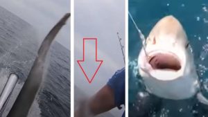 Un tiburón zorro ataca con su potente cola a este pescador