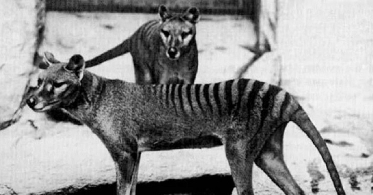 Tigres de Tasmania. / Telegraph