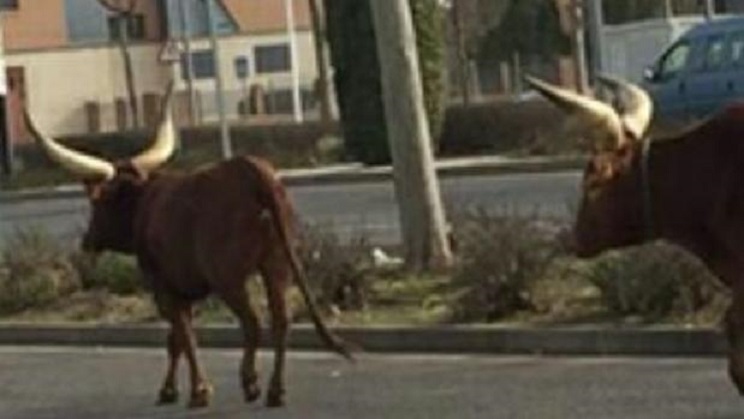 Conveniente código postal codicioso Un grupo de animalistas suelta dos toros en Ciudad Real