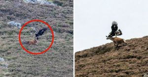 Fotografían a un águila real intentando cazar a un ciervo