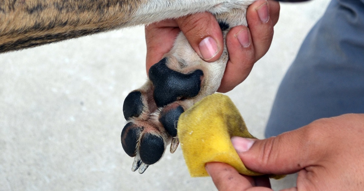 Perros: trucos para que no se agrieten sus almohadillas este verano Como Curar Las Arcadas De Mi Perro