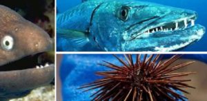 10 criaturas marinas peligrosas y las consecuencias de su ataque