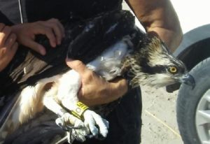 Un cazador salva a un águila pescadora que había quedado atrapada