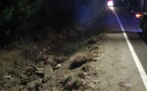 Una mujer mata a nueve jabalíes con su coche en Palencia y sale ilesa