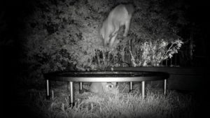 Una cámara trampa graba a dos zorros saltando en una cama elástica