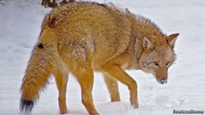 Surge el «coyolobo», una nueva especie mezcla de lobo, perro y coyote