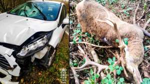 Dos heridos tras estrellarse contra un gran ciervo en Navarra: su cuerna atravesó la luna