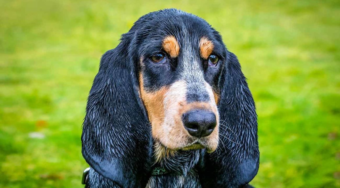 Un cazador va a una batida de jabalí en Asturias y su perra encuentra una bolsa con 3.000 euros