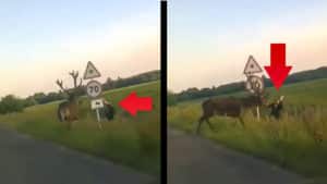 Un ciervo ataca a un hombre en mitad de una carretera