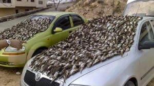 Cazadores españoles denuncian una foto de dos coches cubiertos de zorzales muertos
