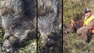 Esta es la consecuencia de liberar cerdos vietnamitas: están hibridando con el jabalí