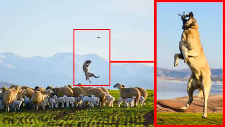 El kangal saltando a por el dron.