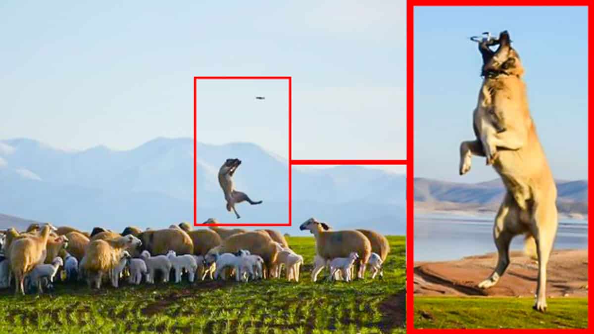 No solo protege a las ovejas del lobo: este kangal caza a un dron de un  increíble salto