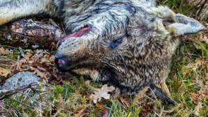 Así han acabado dos ejemplares de lobo ibérico en Portugal, donde su control está prohibido