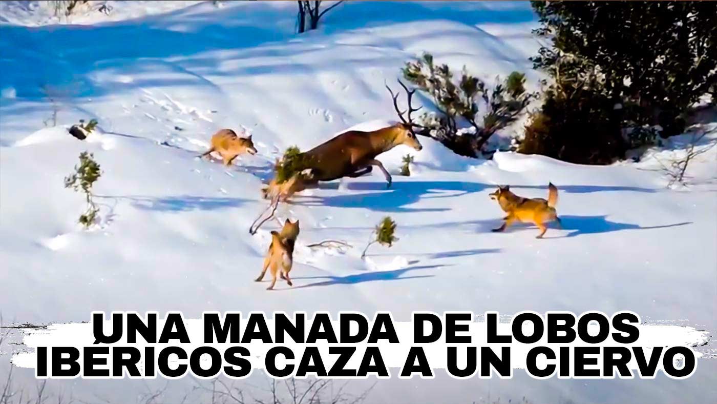 Así caza una manada de lobo ibérico a un ciervo en la nieve