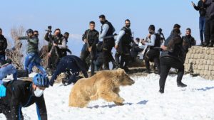 Animalistas liberan a varios osos y estos se vuelven contra ellos sembrando el pánico