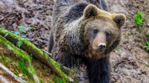 Un cazador se encuentra frente a un oso en una batida de jabalí en el norte de España