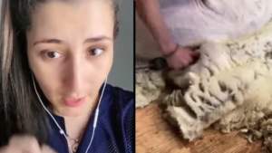 Una animalista denuncia el sufrimiento de las ovejas para producir lana y se hace viral