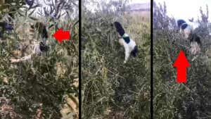Un cobro imposible: este perro de caza se sube a un olivo para coger un zorzal