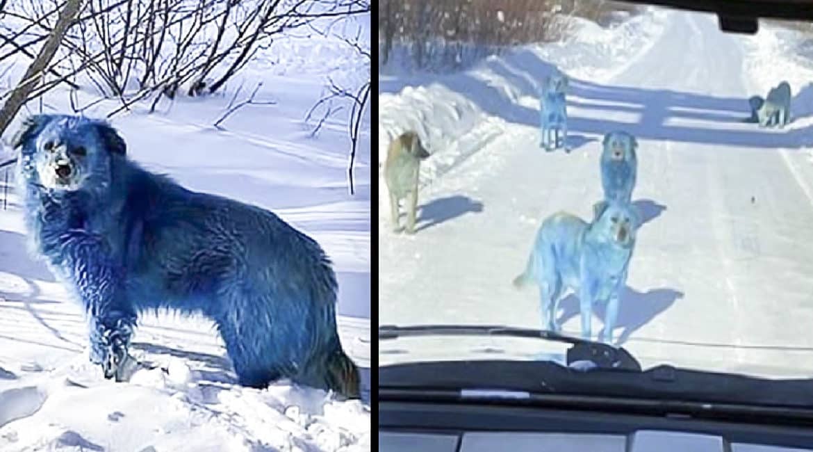 Fotografían a un grupo de perros asilvestrados con el pelo azul: ¿Por qué tienen ese color?