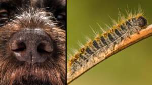 Procesionaria del pino: Qué hacer si tu perro de caza toca a las orugas