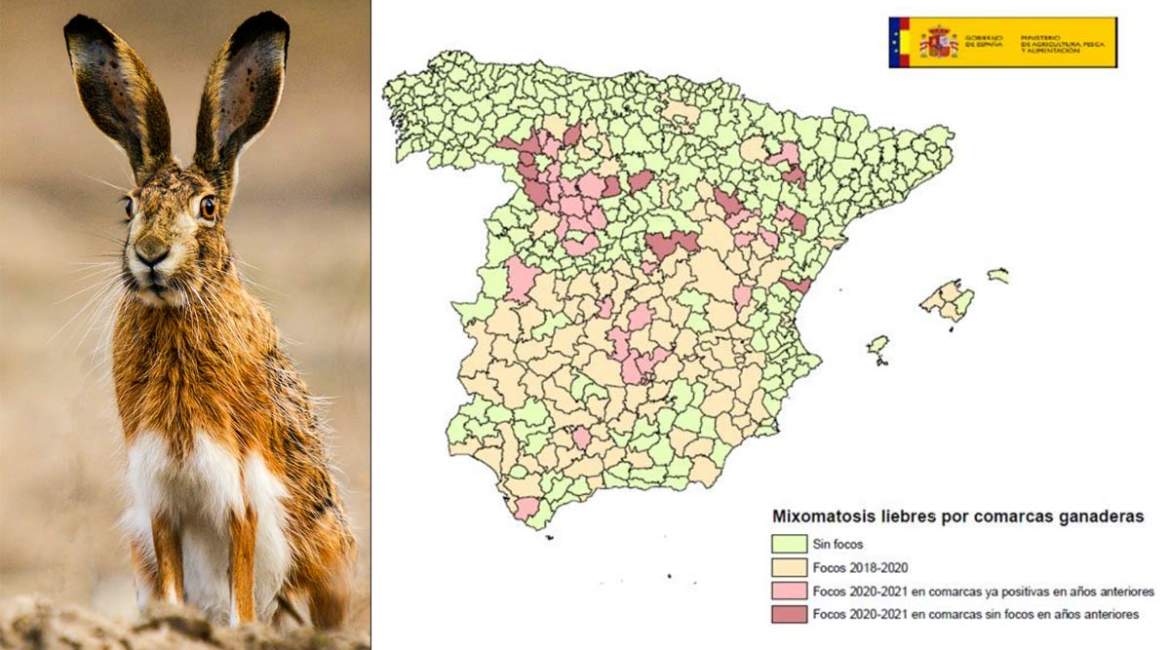 Esta es la situación de la mixomatosis que afecta a las liebres de España a fecha de hoy