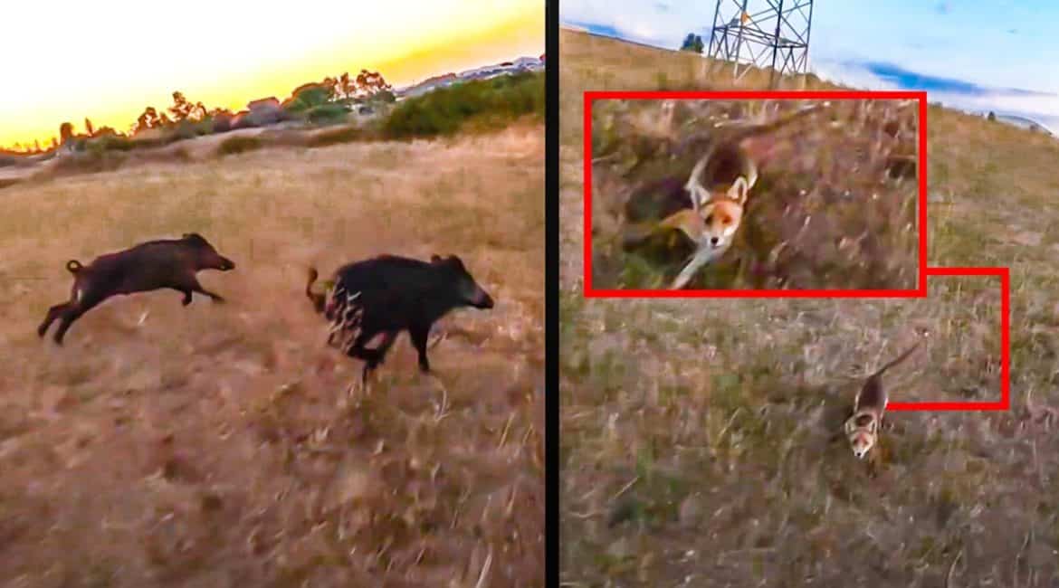Un zorro ataca y derriba a un dron que grababa a una piara de jabalí a la carrera