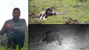 Coloca una cámara trampa junto a un animal muerto y se sorprende con lo que graba