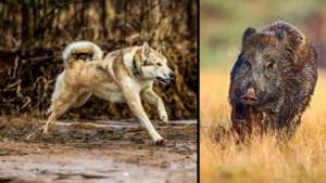 Así es la caza de jabalí con Laika de Siberia Occidental en España: «Los acechan como lobos»