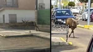Graban a un ciervo corriendo en mitad de las calles de un pueblo de Badajoz