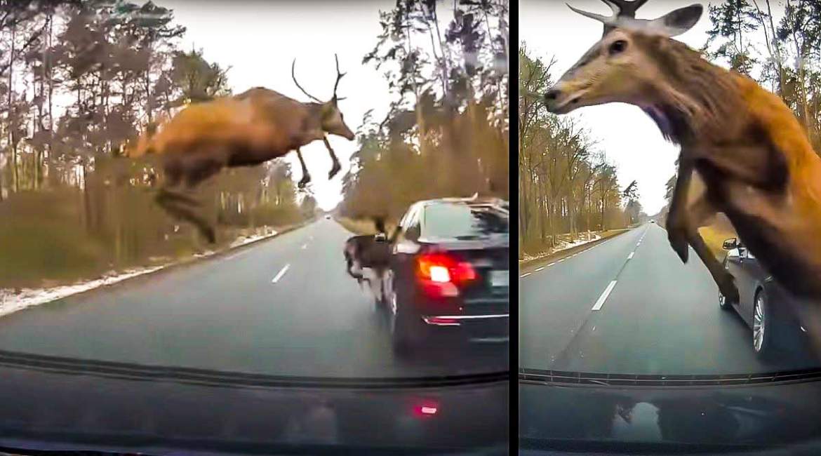 Dos de los ciervos saltando sobre los coches. © Instagram
