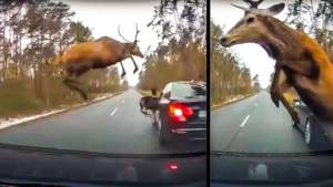 12 ciervos cruzan una carretera en el peor momento: cuando se roza la tragedia... y surge el milagro