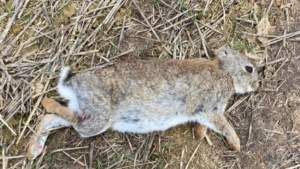 Cazan un conejo sin orejas en Lérida, ¿Por qué pasa esto?