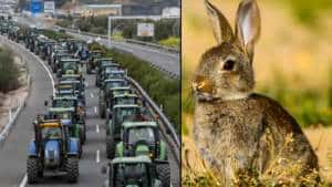 Los agricultores sacarán sus tractores a la calle para protestar contra la  plaga de conejos en CLM