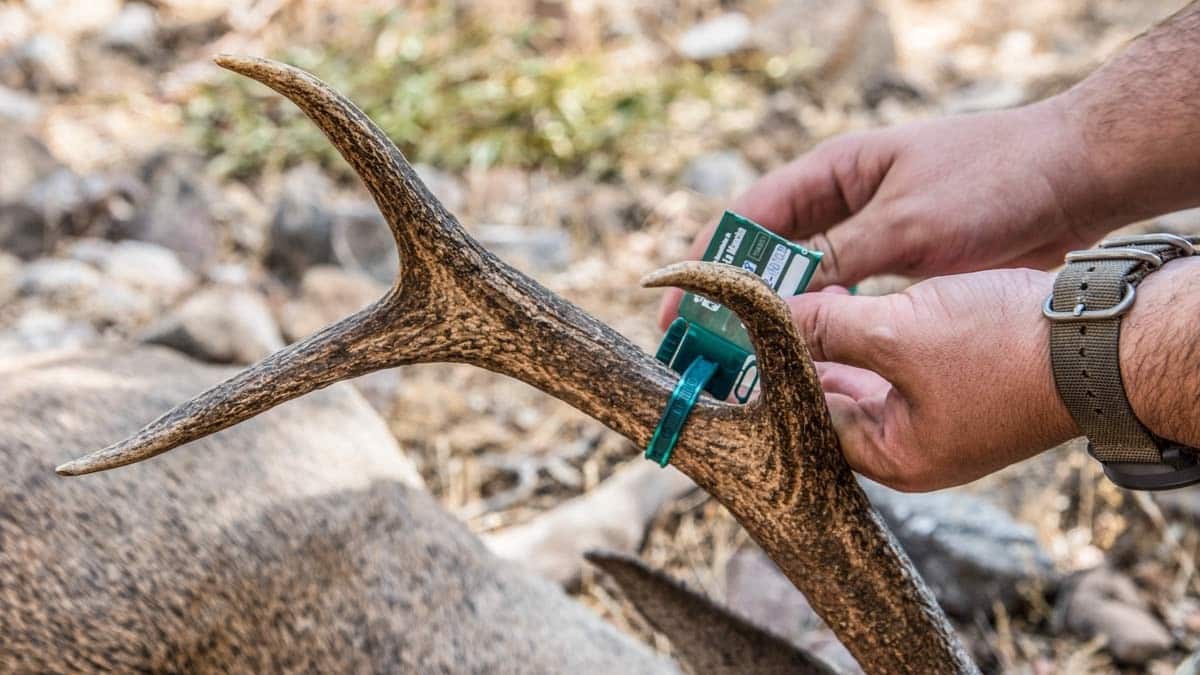 La cuerna del ciervo podría ser clave para regenerar los huesos - Salud  IDEAL