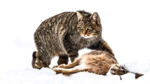 Gato montés: el cazador silencioso