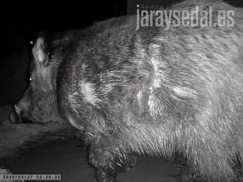 Una cámara de fototrampeo graba un impresionante jabalí rascándose