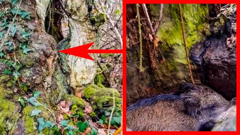 Un cazador sorprende a dos jabalíes encamados dentro del tronco de un árbol