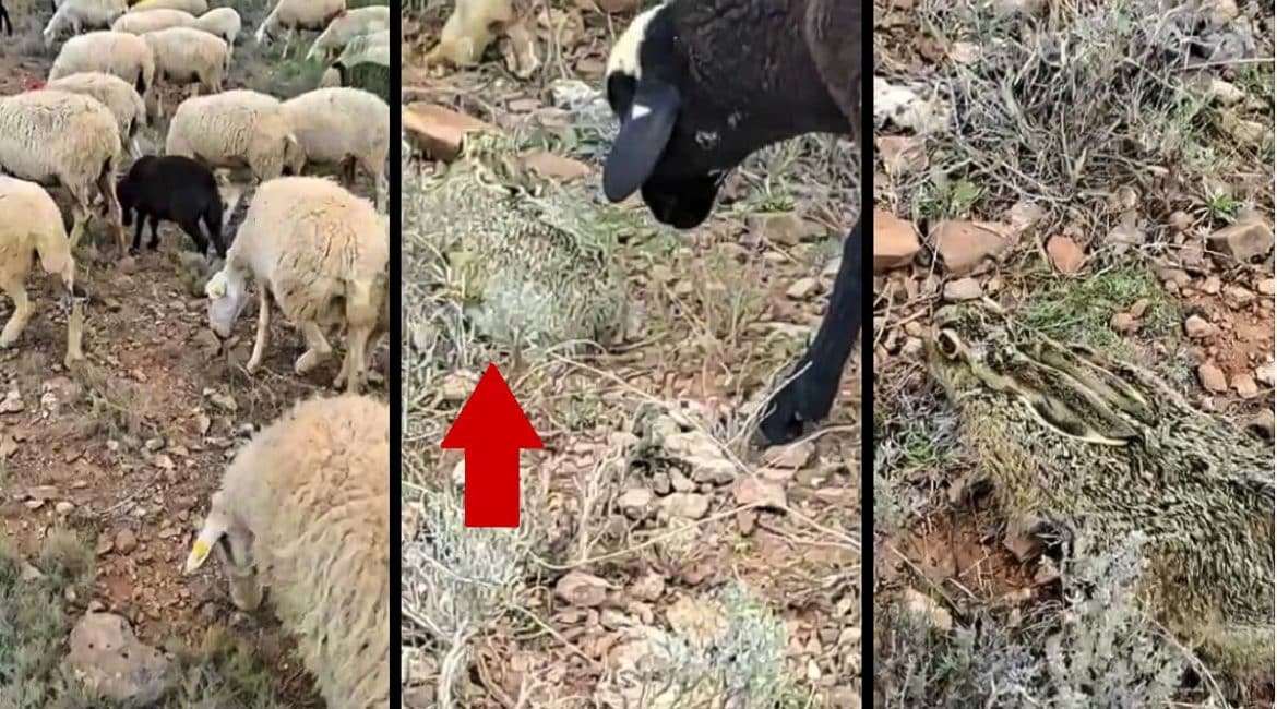 Una liebre aguanta inmóvil en la cama mientras decenas de ovejas casi la pisan