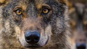Una abogada especializada asegura que la prohibición de la caza del lobo podría ser nula