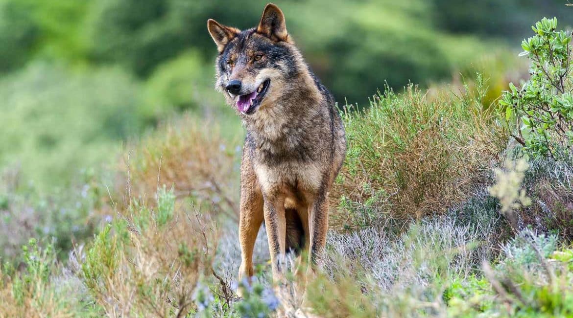 El mundo rural se une para pedir que el lobo se cace y garantizar una convivencia sostenible