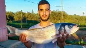 Pesca una lubina de cas 5 kilos en el Guadalquivir, una de las más grandes jamás capturadas