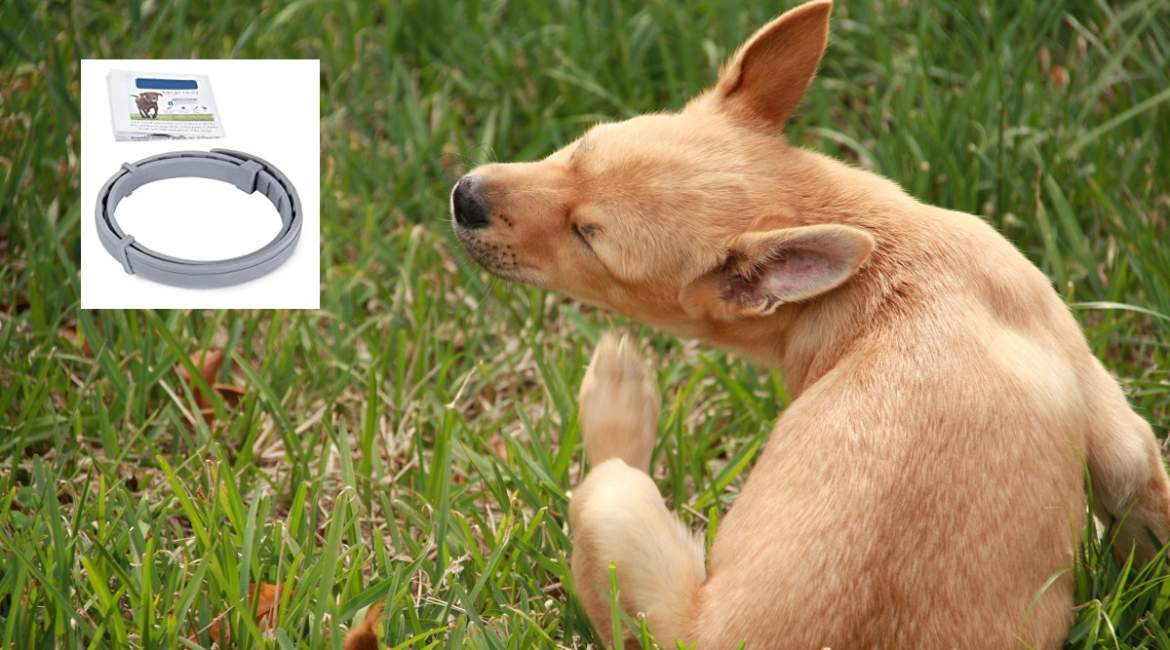Estudian la muerte de 1.700 mascotas asociada a este famoso collar antipulgas