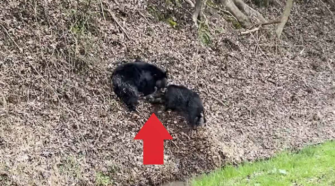 Graban a un oso negro cazando a un jabalí